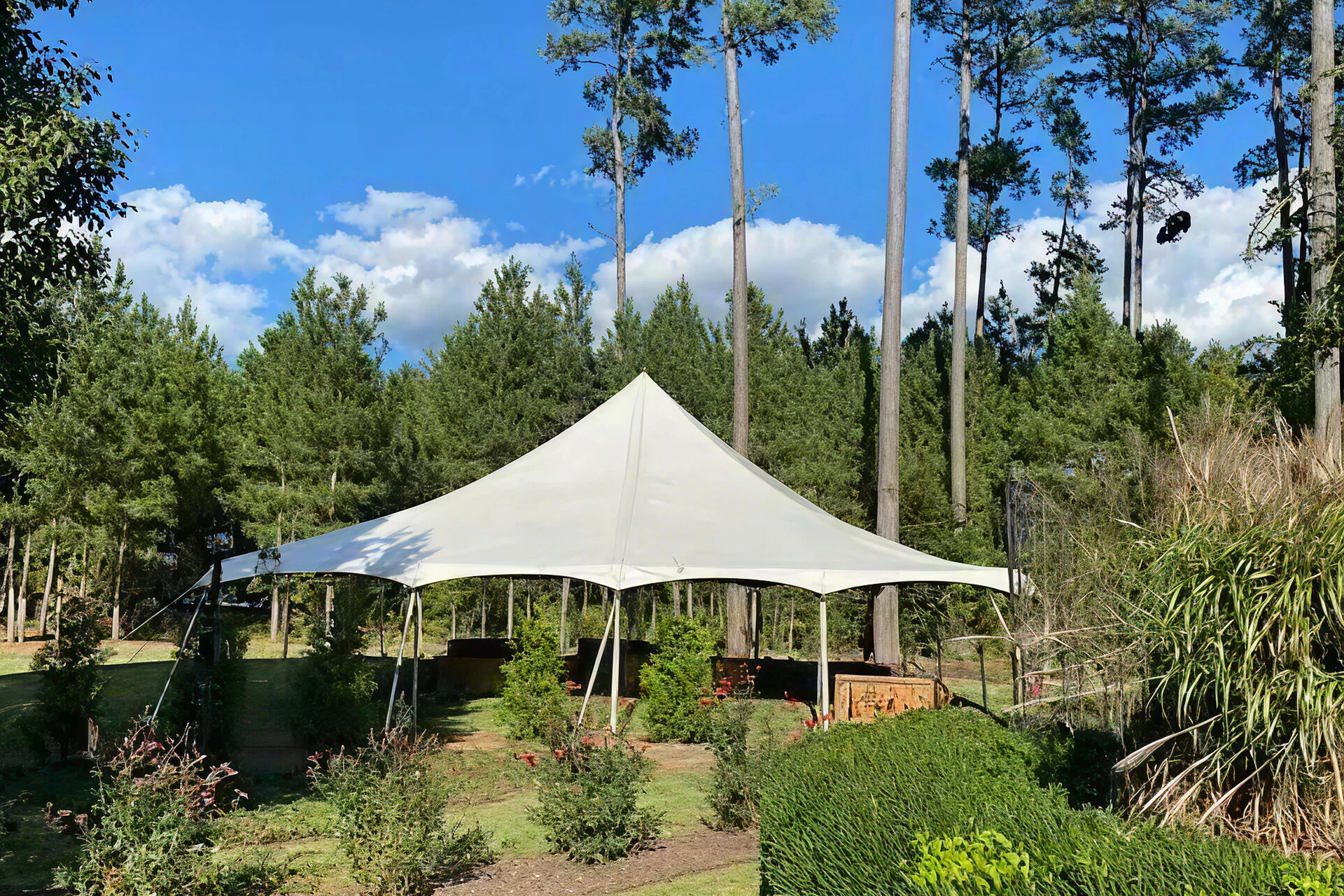 White canopy tent in a garden with tall trees and clear sky.